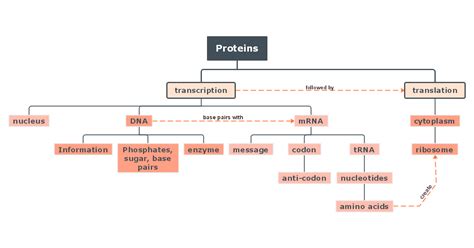 Protein Biology Concept Map Template Mindmap Mindmapideas Images