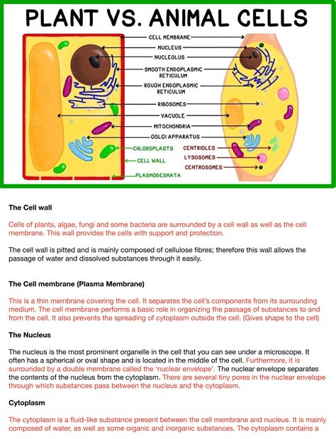 Cells Structure Organelles And Functions