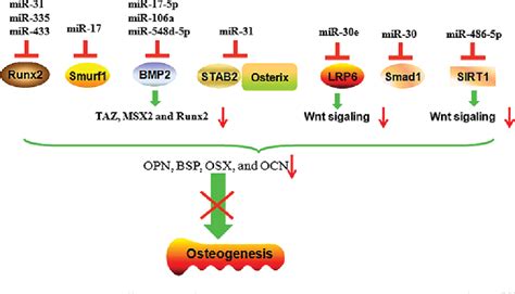 Pdf Micrornas Regulate Signaling Pathways In Osteogenic