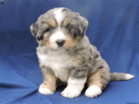 Max Mini Bernedoodle Puppy For Sale In Ohio Bernedoodle Puppy Mini