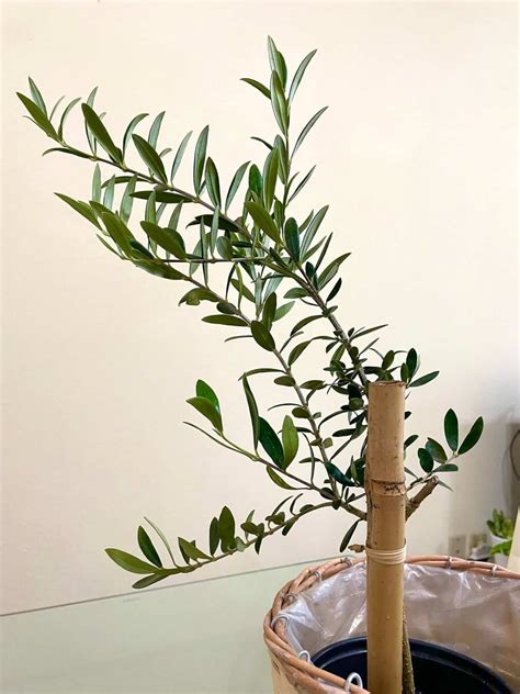 How to Care for Your Olive Tree - Paisley Plants