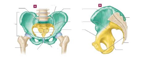 Bio Appendicular Skeleton Pelvic Girdle Diagram Quizlet