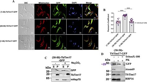 Distinct Structural Motifs Are Necessary For Targeting And Import Of