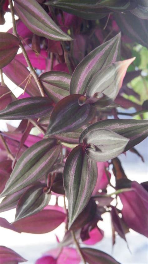 Tradescantia Zebrina Known As Zebrina Pendula Is A Species Of