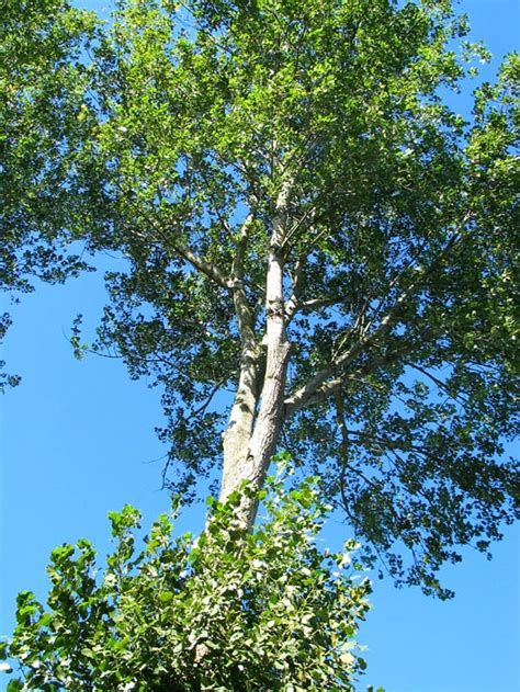 Populus X Canadensis Carolina Poplar Dutch Treeguide At Bomengids