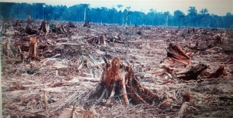 La tala de árboles acaba con los bosques y selvas Jovenarte