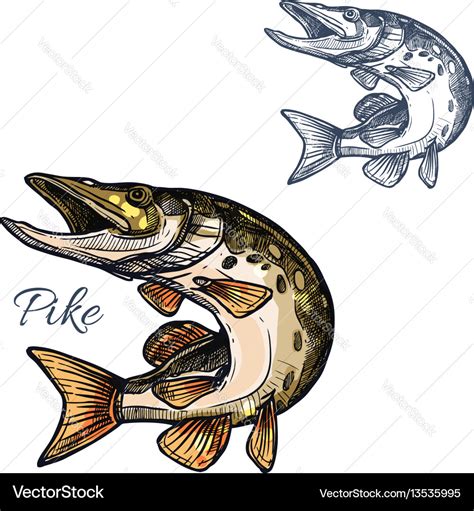 Pike Fish Sketch Isolated Icon Royalty Free Vector Image