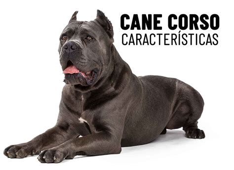 Cane Corso Y Sus Caracter Sticas Fisicas De Su Cuerpo Moloso Y Fuerte