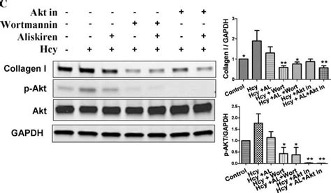 Anti Gapdh Antibody Af R D Systems