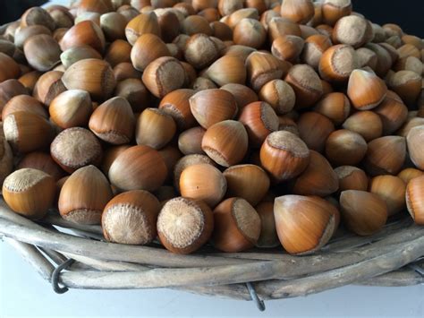 6 Largest Hazelnut Producing Countries In The World Insider Monkey