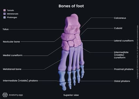 Phalanges of foot | Encyclopedia | Anatomy.app | Learn anatomy | 3D ...