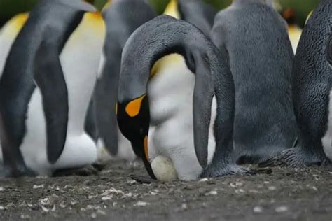 11 Baby Penguin Facts: Life in the Antarctic Nursery