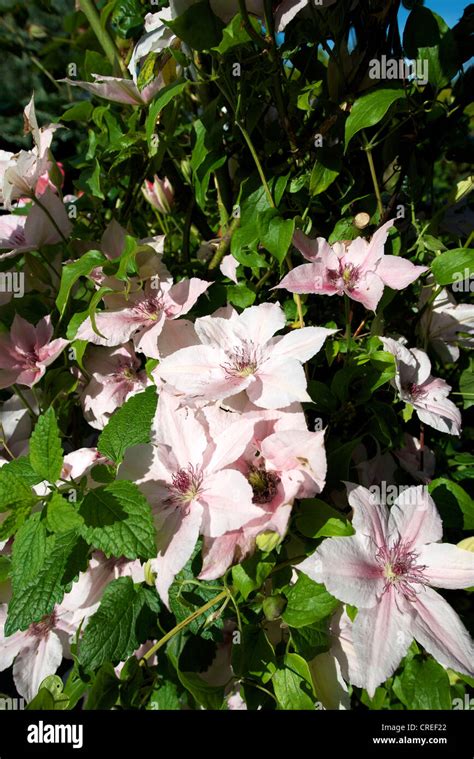 Close Up Of Clematis Pink Fantasy Deciduous Climber Flowering In A