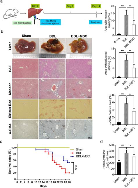 HUC MSCs Ameliorate BDL Induced Liver Fibrosis In Mice A Schema