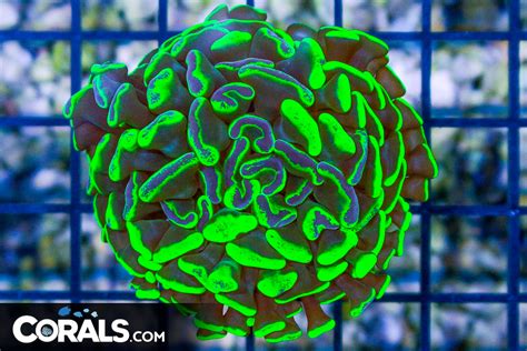 Big Branching Hammer Frag Australia Neon Toxic Corals