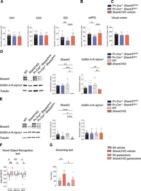 Effect Of Ganaxolone On Shank3 KO Mice A Quantification Of The Number