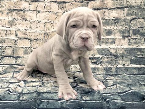 Neapolitan Mastiff Puppies Breed Info Petland Beavercreek Oh