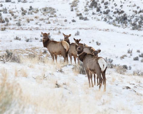 Predators vs prey - sergchoose