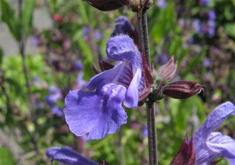 Шалфей Фото Растения Крупным Планом – Telegraph