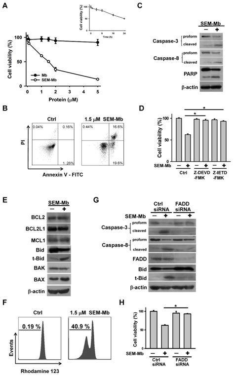 Carboxyl Group Modified Myoglobin Induces Tnf α Mediated Apoptosis In Leukemia Cells