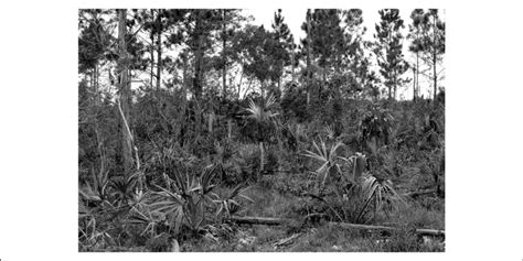 Sympatric Palms In Pine Rockland Habitat At Navy Wells Preserve Left