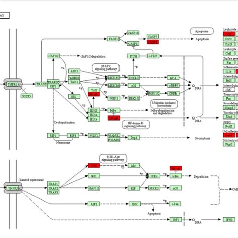 TNF signalling pathway target annotation diagram. | Download Scientific ... 