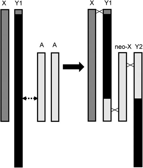 A Reciprocal Translocation Between An Autosome And A Y Chromosome