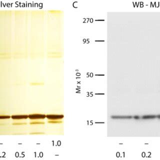 Sds Page And Western Blot Analysis Of The Ps Syn Standard