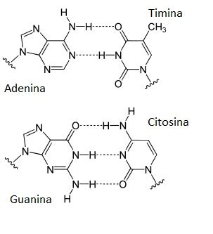 QUÍMICA 11 4 Lección Los ácidos nucleicos 4 LECCIÓN LOS ÁCIDOS