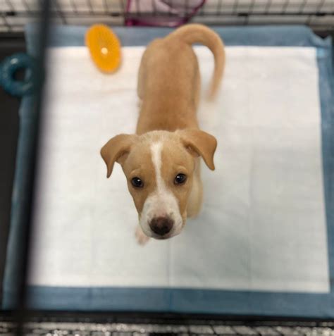 ‼️URGENT!‼️ We are in need of some... - Houston Pets Alive | Facebook