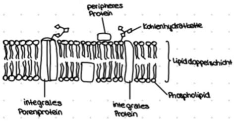 Biologie Zellbio Karteikarten Quizlet