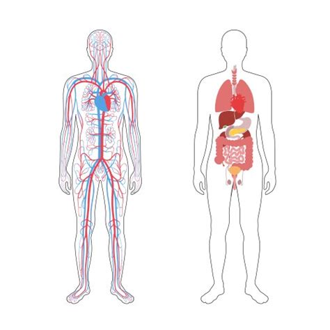 Internal Human Organs Circulatory System Scheme Vector Image