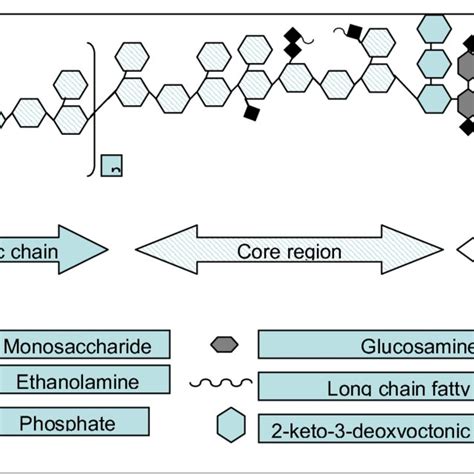 The Components Of The Lipopolysaccharide Endotoxin Molecule