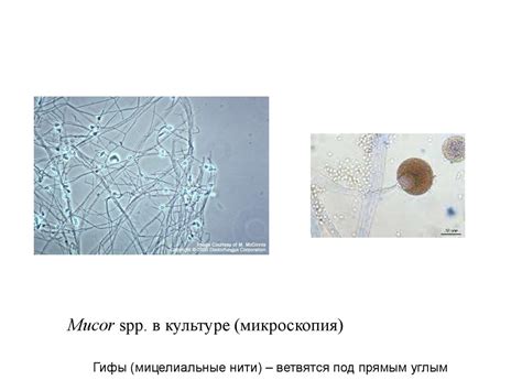 Медицинская микология. 2 курс - online presentation