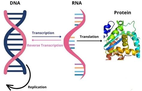 Personalized Medicine Pharmacogenomics Flashcards Quizlet