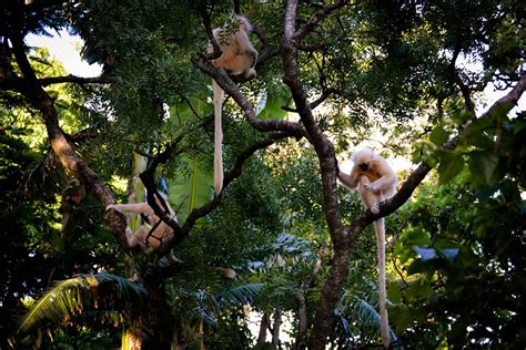 Golden Langur Mating Season in Bhutan 2025 - Rove.me