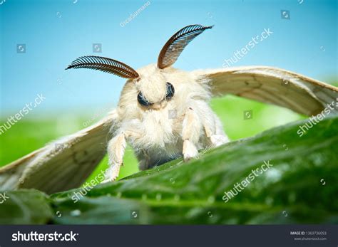 2,834 Fluffy moth Images, Stock Photos & Vectors | Shutterstock