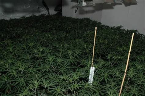 Look Inside The £2m Cannabis Farm Found In Anfield Liverpool Echo