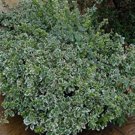 Euonymus fortunei (бересклет Форчуна) 'Emerald Gaiety' - Сад-Город