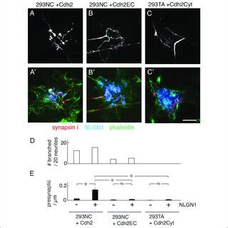 Cdh On Ta Cells Provides Favorable Surface For Neurite Branching