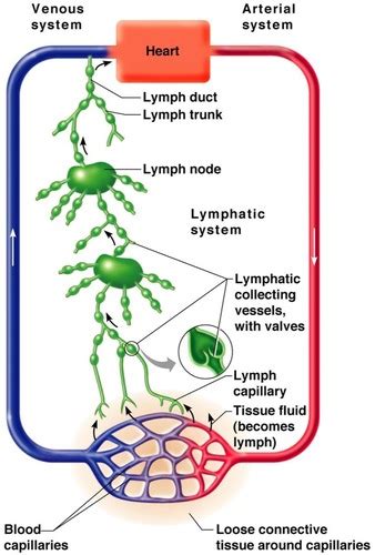 Chapter 22 Lymphatic System And Immune System Flashcards Quizlet