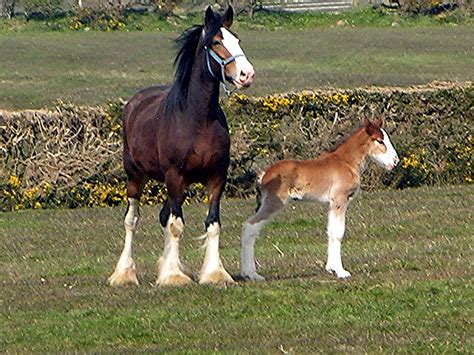 Clydesdale Horse With Foal4222 One Of The 3 Born Recentl Flickr