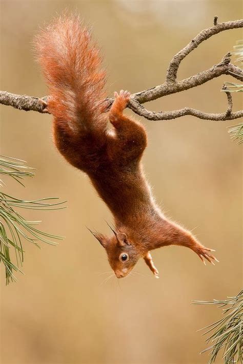 Kleine acrobaat! | Squirrel pictures, Squirrel art, Cute squirrel