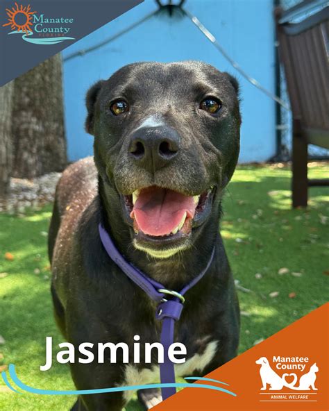 manatee county animal services 5