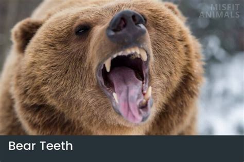 Bear Teeth: Everything To Know (Size, Shape & Sharpness)