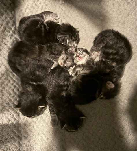 Maine Coon Kittens for Sale in Arkansas