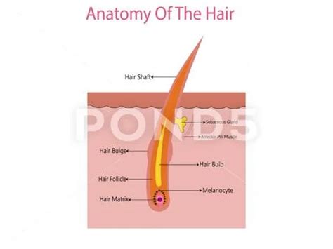 Anatomical Training Poster Hair Growth Phase Step By Step