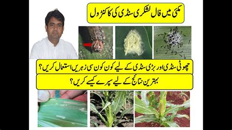 Fall Armyworm Maizeمکئی میں فال آرمی ورم کے کنٹرول کے لیے زہریں اور سپرے کا طریقہ اور احتیاطیں