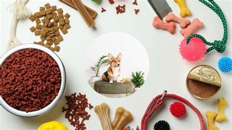 Accessories That Your Pet Needs Perfectail