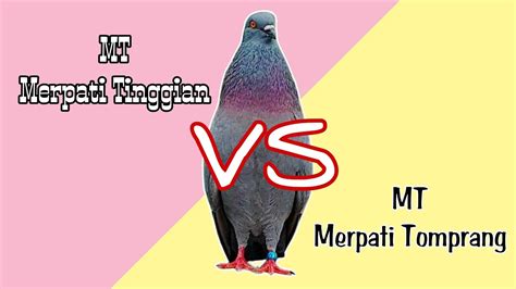 MT Merpati Tinggian Vs MT Merpati Tomprang Q A Eps 8